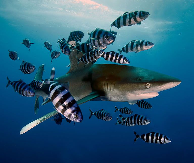 Requin Longimanus