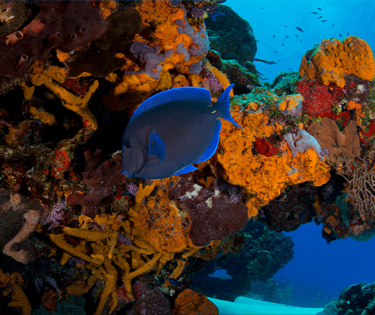 Plongée au Mexique  Explorez les richesses des Caraïbes